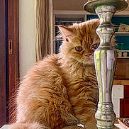 Rafe joined the competition — help win amazing prizes! bookcase, candlestick, cat, chandelier, close_up, curtain, fluffy_tail, ginger_cat, indoor, kitten, long_fur, metal, paws, pet, portrait, shelf, sitting, table, whiskers, window