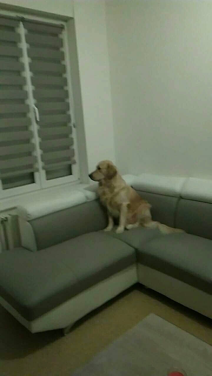 Lako a rejoint le concours — aidez-le/la à gagner de superbes lots ! beige, carnivore, chair, comfort, companion_dog, couch, dog, dog_breed, fawn, flooring, hardwood, living_room, room, shade, sofa_bed, sporting_group, studio_couch, window, window_blind, wood