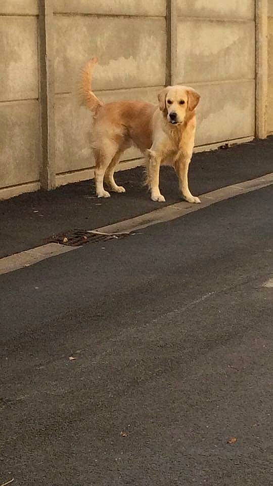 Lako participe au concours pour gagner de l'argent avec cette photo : asphalt, ball, canidae, carnivore, companion_dog, concrete, dog, dog_breed, fawn, flooring, retriever, road, road_surface, shadow, sidewalk, snout, sporting_group, street_dog, tail, working_animal