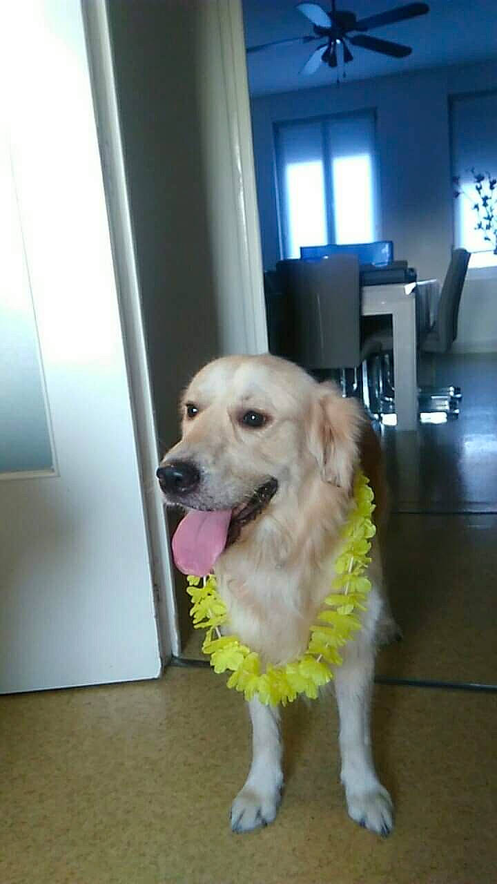 Lako a rejoint le concours — aidez-le/la à gagner de superbes lots ! canidae, carnivore, companion_dog, dog, dog_breed, dog_supply, fawn, floor, flooring, fur, gun_dog, hardwood, pet_supply, retriever, snout, sporting_group, window, wood, working_animal, working_dog