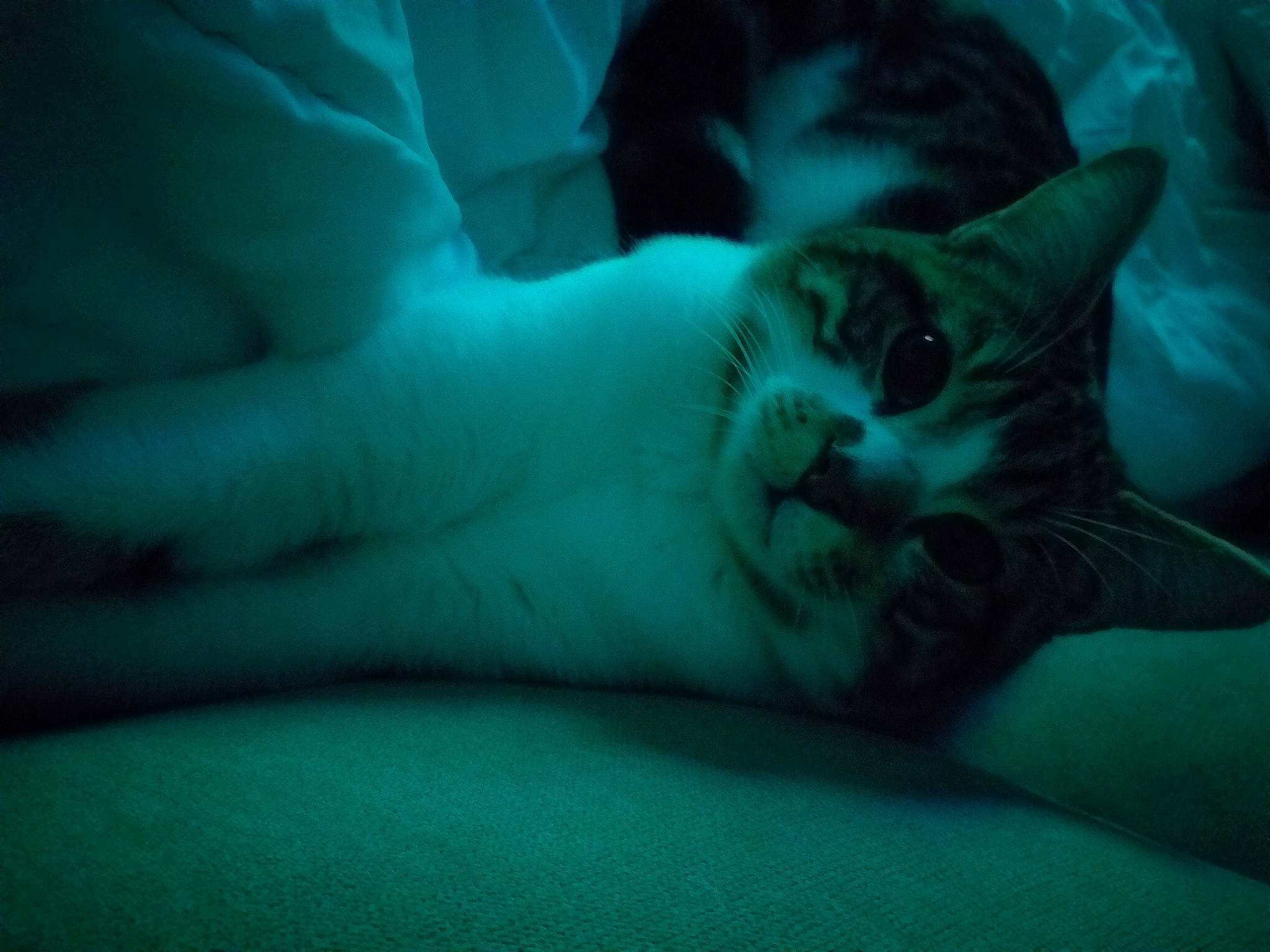 Tao participe au concours pour gagner de l'argent avec cette photo : aqua, arm, bed, carnivore, cat, comfort, domestic_short_haired_cat, ear, eye, fawn, felidae, fur, head, human_body, jaw, linens, small_to_medium_sized_cats, snout, tail, whiskers