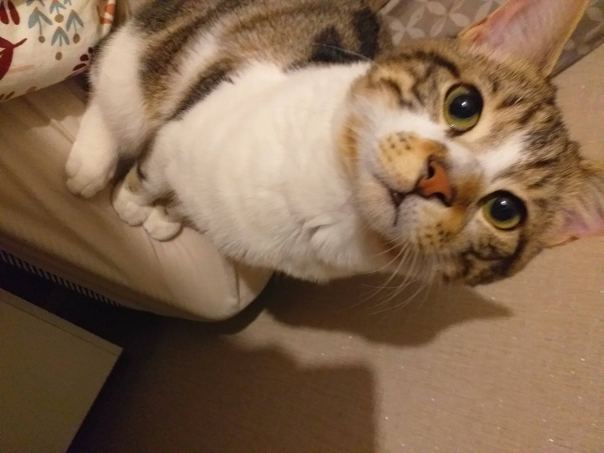 Tao a rejoint le concours — aidez-le/la à gagner de superbes lots ! carnivore, cat, claw, comfort, domestic_short_haired_cat, felidae, fur, paw, small_to_medium_sized_cats, snout, tail, whiskers