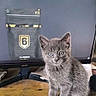 blue_eyes, computer_monitor, curious, cute, domestic_cat, feline, fur, game_screen, gray_cat, indoor, kitten, monitor_stand, pet, playing, sitting, small_animal, table, technology, wooden_desk, young_cat