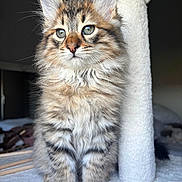 Suki participe au concours pour gagner de l'argent avec cette photo : animal, blue_eyes, cat, cat_tree, closeup, curious, cute, domestic, ears, feline, fluffy, fur, indoor, kitten, pet, sitting, soft, tabby, whiskers, young