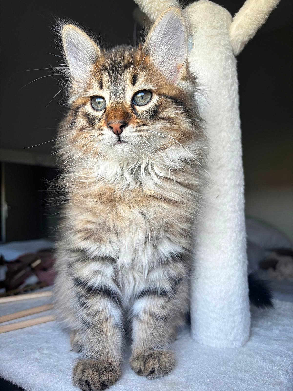 Suki participe au concours pour gagner de l'argent avec cette photo : animal, blue_eyes, cat, cat_tree, closeup, curious, cute, domestic, ears, feline, fluffy, fur, indoor, kitten, pet, sitting, soft, tabby, whiskers, young