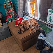 Rome And Milana joined the competition — help win amazing prizes! dog, christmas_tree, holiday, decorations, festive_clothing, ottoman, indoor, neon_sign, window, statues, brown, carpet, relaxed, sleeping, animal, pet, decor, red, green, cozy