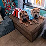 Rome And Milana joined the competition — help win amazing prizes! dog, shar_pei, pet_clothing, christmas_tree, holiday_decorations, indoor, window, ottoman, carpet, neon_sign, festive, relaxed, two_dogs, brown_furniture, decor, cozy, seasonal, animal, cute, resting