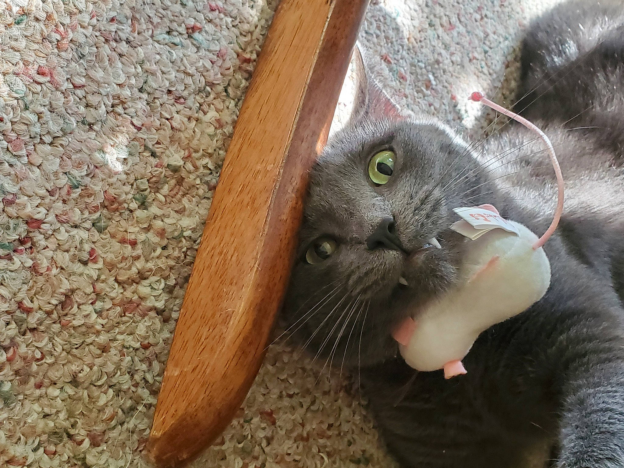 Elton is registered to the contest to win money with this photo: black_cat, british_shorthair, burmese, carnivore, cat, chartreux, domestic_short_haired_cat, felidae, korat, mammal, nebelung, russian_blue, small_to_medium_sized_cats, snout, whiskers