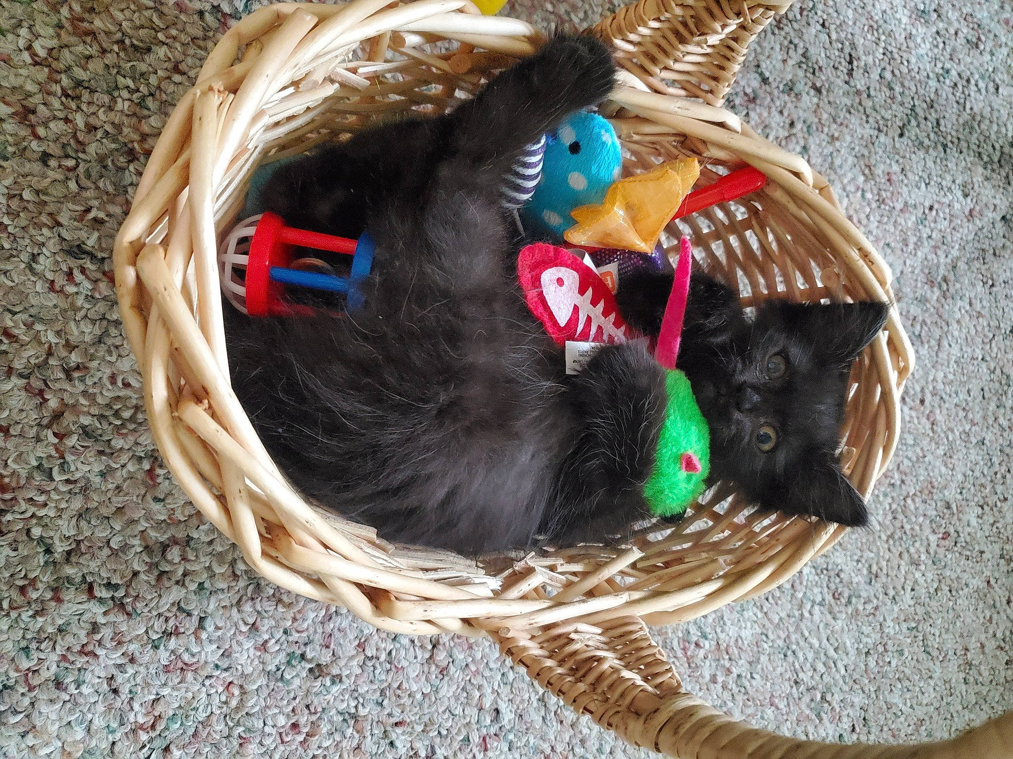 Akasha is registered to the contest to win money with this photo: bird, feather