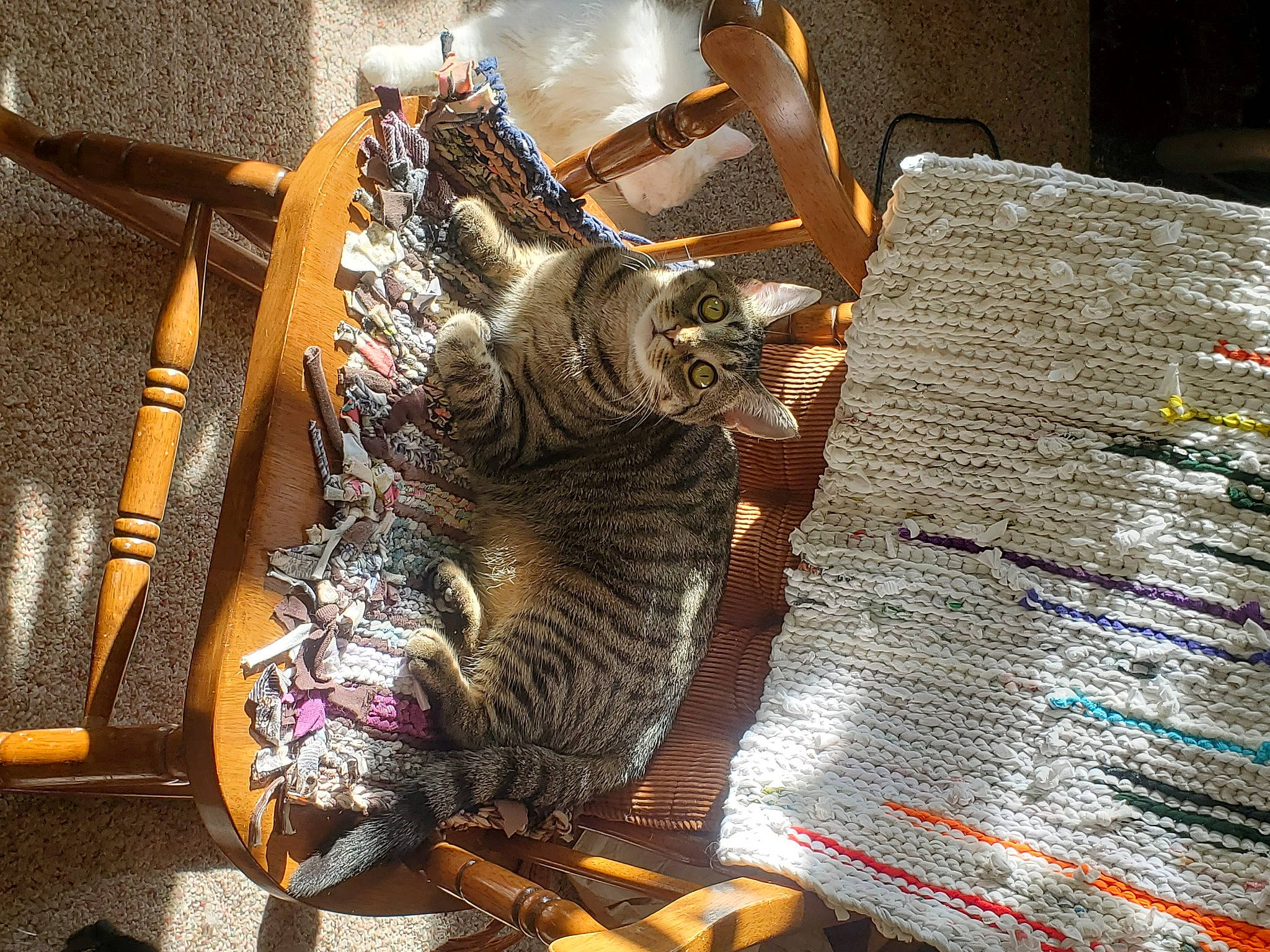 Matilda is registered to the contest to win money with this photo: bengal, carnivore, cat, claw, domestic_short_haired_cat, dragon_li, european_shorthair, felidae, kitten, metal, pixie_bob, small_to_medium_sized_cats, tabby_cat, thread, toyger, whiskers