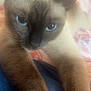 Virgule participe au concours pour gagner de l'argent avec cette photo : abyssinian, animal, cat, kitten, pet, siamese