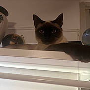 Virgule a rejoint le concours — aidez-le/la à gagner de superbes lots ! abyssinian, animal, blackcat, cat, drawer, furniture, kitten, manx, pet, shelf, siamese