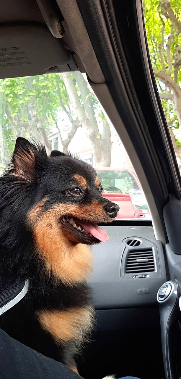 Simbape a rejoint le concours — aidez-le/la à gagner de superbes lots ! automotive_exterior, automotive_lighting, automotive_mirror, automotive_side_view_mirror, car, carnivore, companion_dog, dog, dog_breed, family_car, motor_vehicle, personal_luxury_car, rear_view_mirror, snout, tree, vehicle, vehicle_door, vertebrate, whiskers, windshield