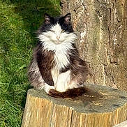 Nana a rejoint le concours — aidez-le/la à gagner de superbes lots ! cat, fluffy, black_and_white, tree_stump, outdoor, grass, sunlight, nature, pet, animal, sitting, fur, whiskers, tree_bark, calm, serene, daylight, mammal, close_up, portrait