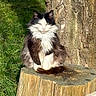 cat, fluffy, black_and_white, tree_stump, outdoor, grass, sunlight, nature, pet, animal, sitting, fur, whiskers, tree_bark, calm, serene, daylight, mammal, close_up, portrait