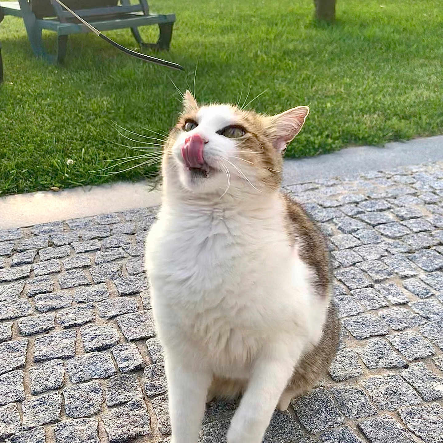 Milou a rejoint le concours — aidez-le/la à gagner de superbes lots ! animal, cat, chair, cobblestone, daylight, ears, feline, fur, grass, happy, licking, nature, outdoor, park, pet, playful, sidewalk, sitting, tongue, whiskers