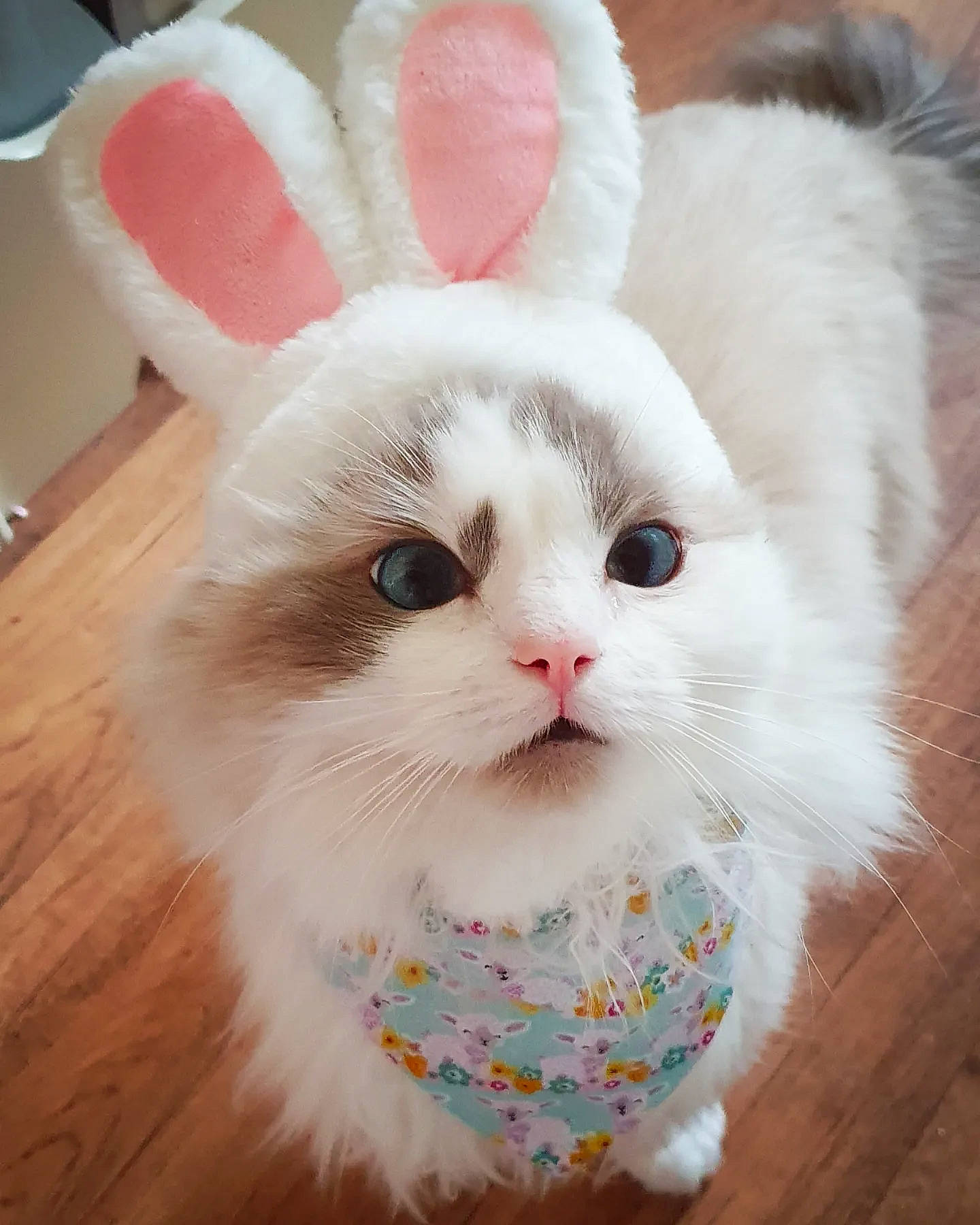 Baby Roo is registered to the contest to win money with this photo: carnivore, cat, ear, event, fawn, felidae, flooring, foot, fur, happy, hardwood, natural_material, pattern, paw, rabbit, rabbits_and_hares, small_to_medium_sized_cats, tail, whiskers, wood