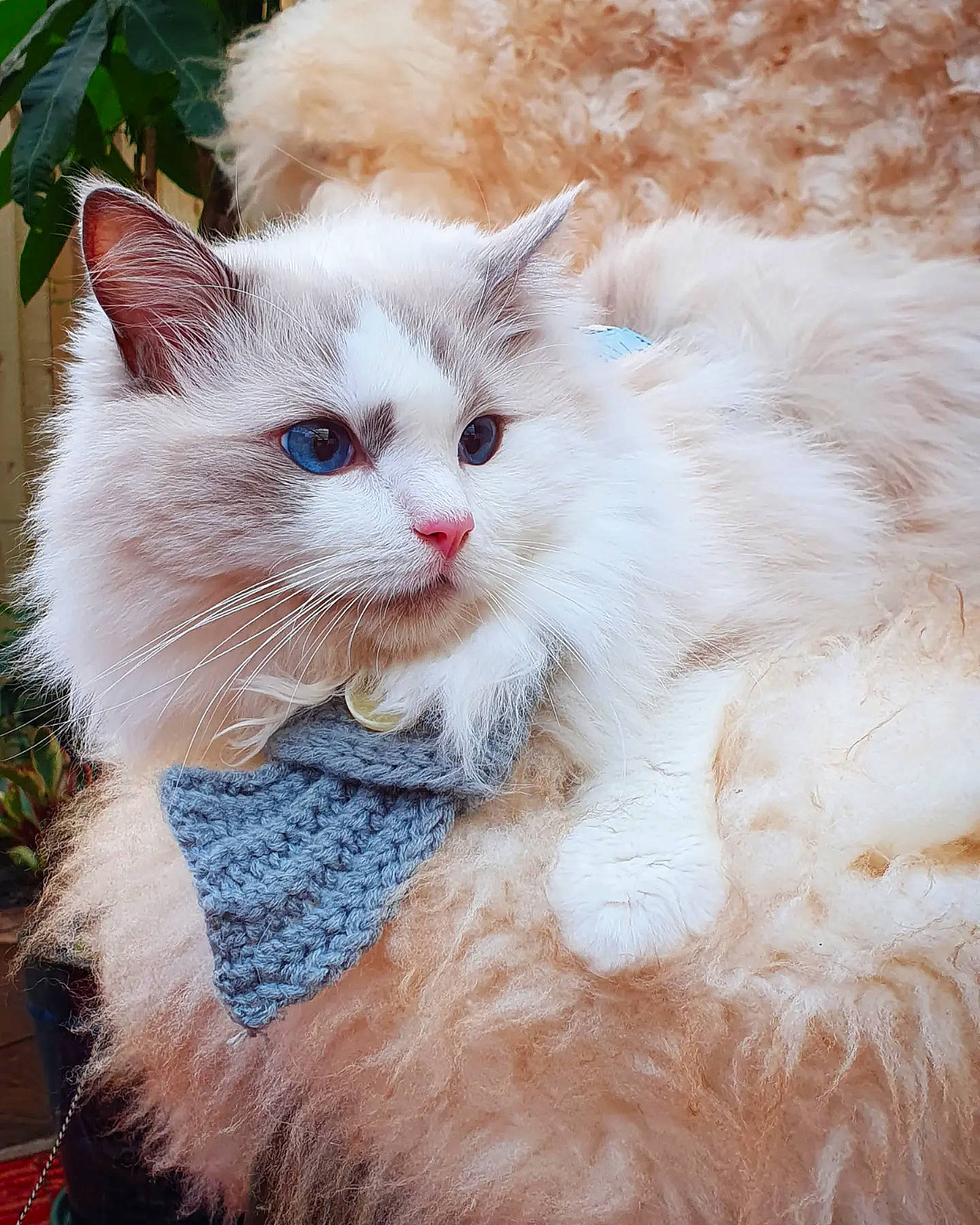 Baby Roo joined the competition — help win amazing prizes! carnivore, cat, creative_arts, fawn, felidae, fur, natural_material, plant, small_to_medium_sized_cats, snout, tail, terrestrial_animal, whiskers, window