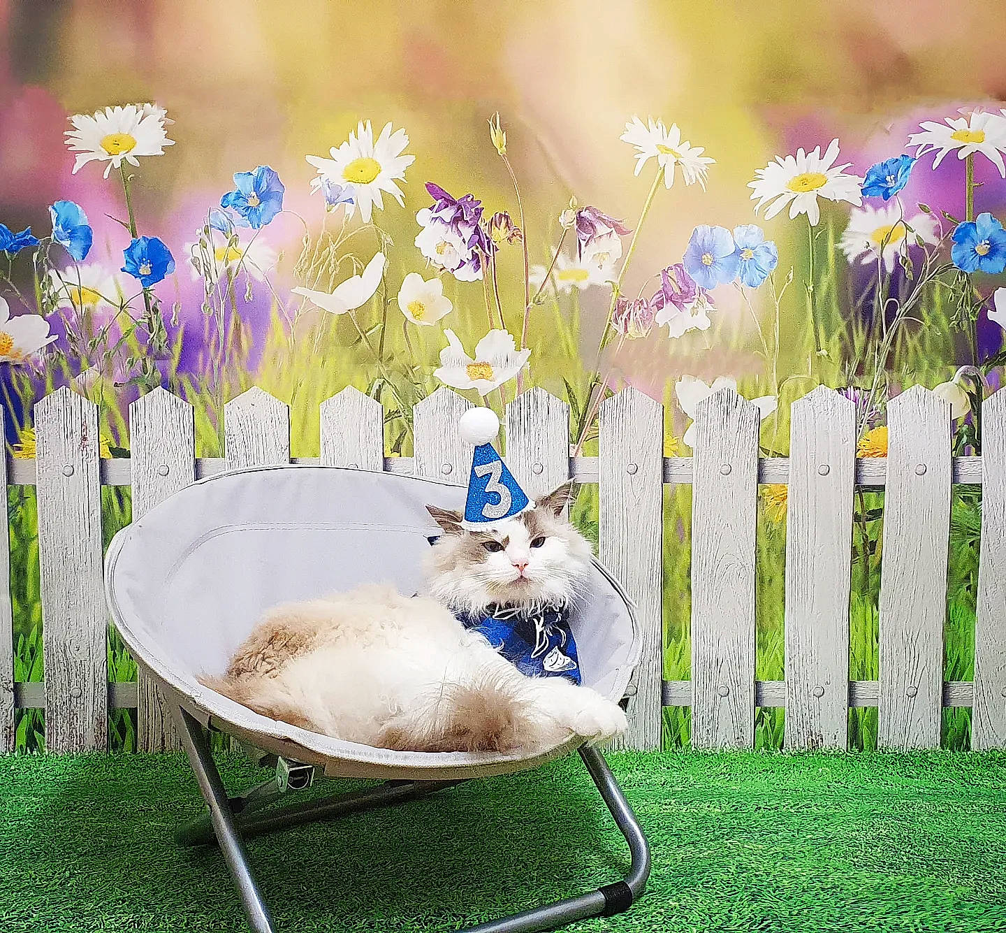 Baby Roo is registered to the contest to win money with this photo: comfort, fawn, fence, flower, flowering_plant, garden, grass, happy, herbaceous_plant, home_fencing, lawn, leisure, outdoor_furniture, people_in_nature, petal, plant, purple, shrub, spring, yellow