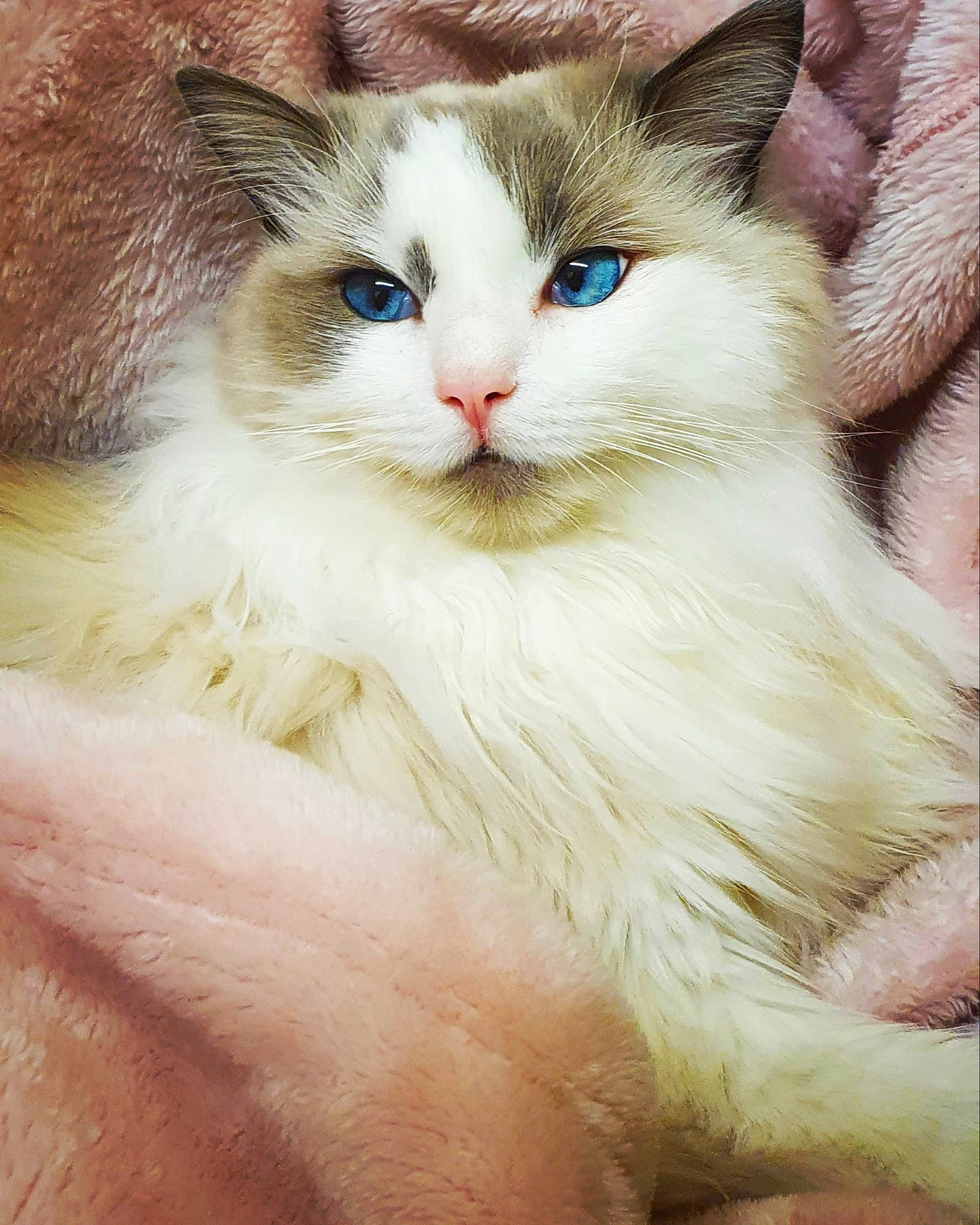 Baby Roo joined the competition — help win amazing prizes! carnivore, cat, fawn, felidae, fur, ragdoll, small_to_medium_sized_cats, snout, terrestrial_animal, whiskers