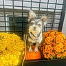 dog, pumpkin, flowers, yellow_flowers, orange_flowers, autumn, pet, leash, outdoor, black_metal_grid, small_dog, fluffy, ears, cute, nature, seasonal, fall, garden, plant, colorful