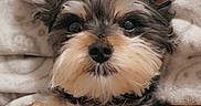 Molly is registered to the contest to win money with this photo: dog, puppy, fluffy, pet, cute, lying_down, blanket, fur, ears, small_dog, cozy, resting, indoors, close_up, eyes, nose, muzzle, paw, soft, adorable