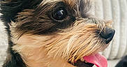 Molly is registered to the contest to win money with this photo: animal, canine, close_up, companion, couch, cozy, cute, dog, domestic, ears, fluffy, friendly, fur, happy, indoors, pet, playful, portrait, snout, tongue_out