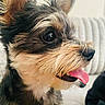 Molly is registered to the contest to win money with this photo: dog, close_up, tongue_out, fluffy, pet, animal, cute, indoors, couch, cozy, fur, ears, snout, happy, playful, companion, domestic, friendly, portrait, canine