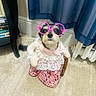 Molly joined the competition — help win amazing prizes! dog, pet, glasses, pink, costume, carpet, curtain, indoor, furniture, book, side_table, floral, dress, cute, face, animal, decor, small_dog, portrait, funny