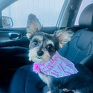 Molly joined the competition — help win amazing prizes! dog, small_dog, pet, car_interior, leather_seat, bandana, pink_bandana, birthday, cute, ears, animal, front_seat, looking_at_camera, canine, companion, fur, black_and_tan, vehicle, window, curious