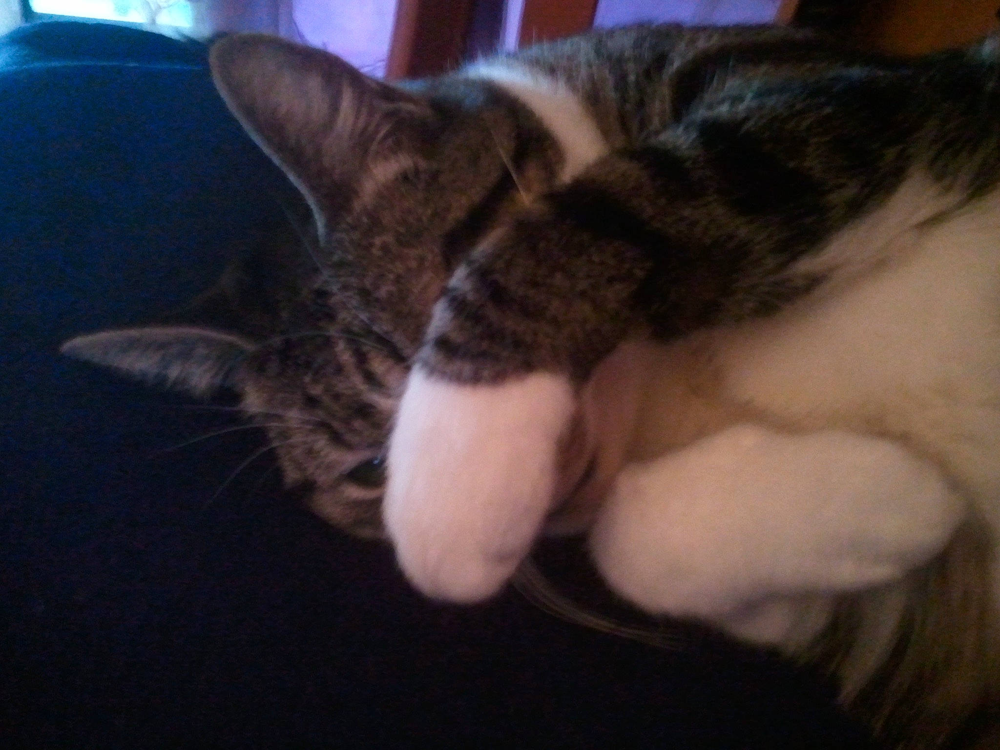 Féline a rejoint le concours — aidez-le/la à gagner de superbes lots ! bed, carnivore, cat, cloud, comfort, domestic_short_haired_cat, eye, felidae, fur, gesture, human_body, human_leg, jaw, lap, paw, sky, small_to_medium_sized_cats, snout, tail, whiskers