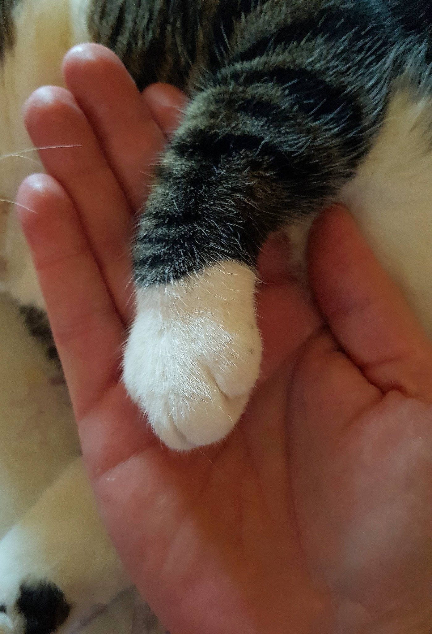 Féline a rejoint le concours — aidez-le/la à gagner de superbes lots ! carnivore, cat, claw, domestic_short_haired_cat, felidae, finger, foot, fur, hand, human_leg, nail, paw, small_to_medium_sized_cats, snout, tail, terrestrial_animal, thumb, toe, whiskers, wool