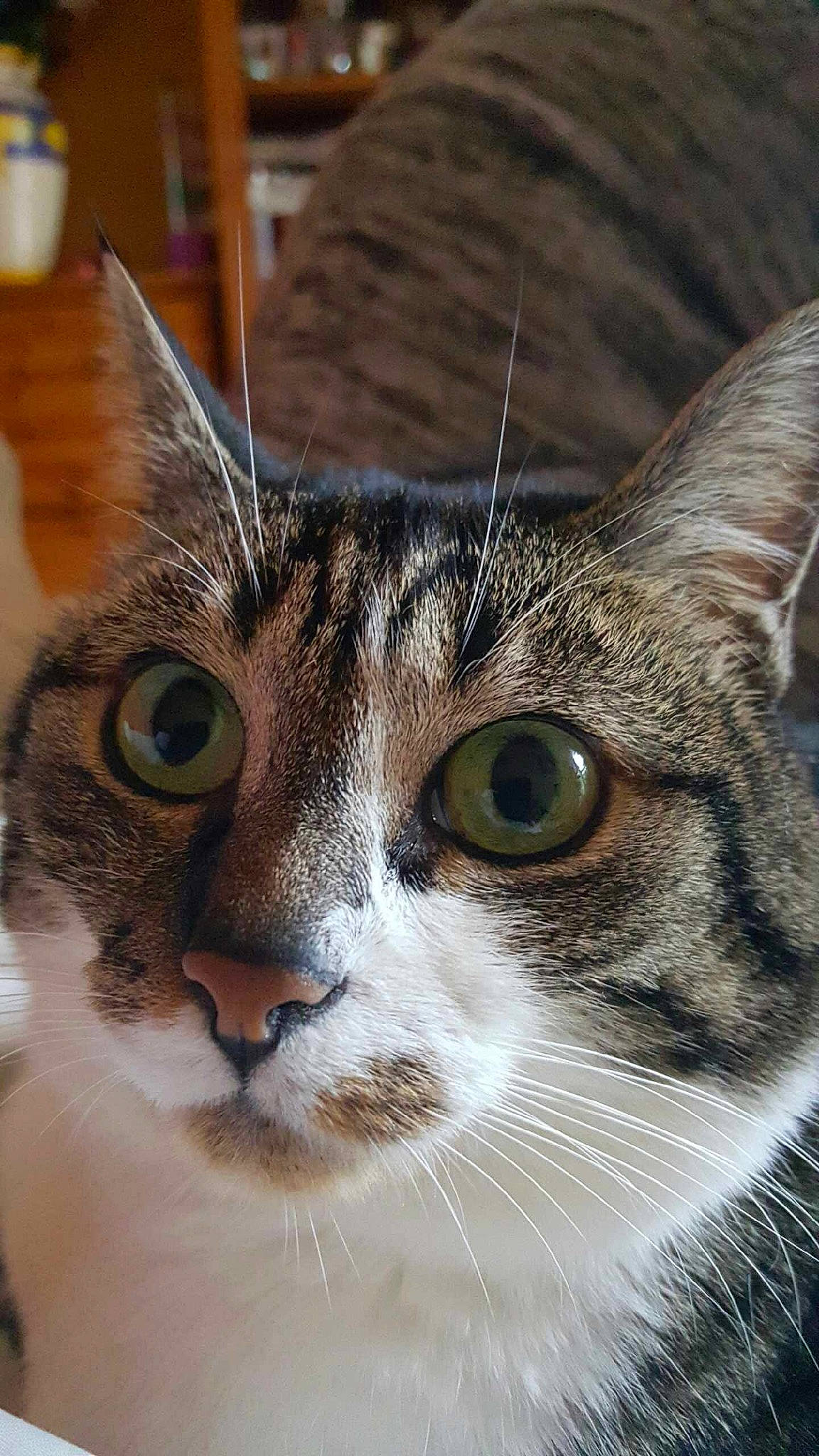 Féline participe au concours pour gagner de l'argent avec cette photo : beer, carnivore, cat, curious, domestic_short_haired_cat, ear, eye, felidae, fur, grass, head, small_to_medium_sized_cats, snout, terrestrial_animal, whiskers, wildlife, window