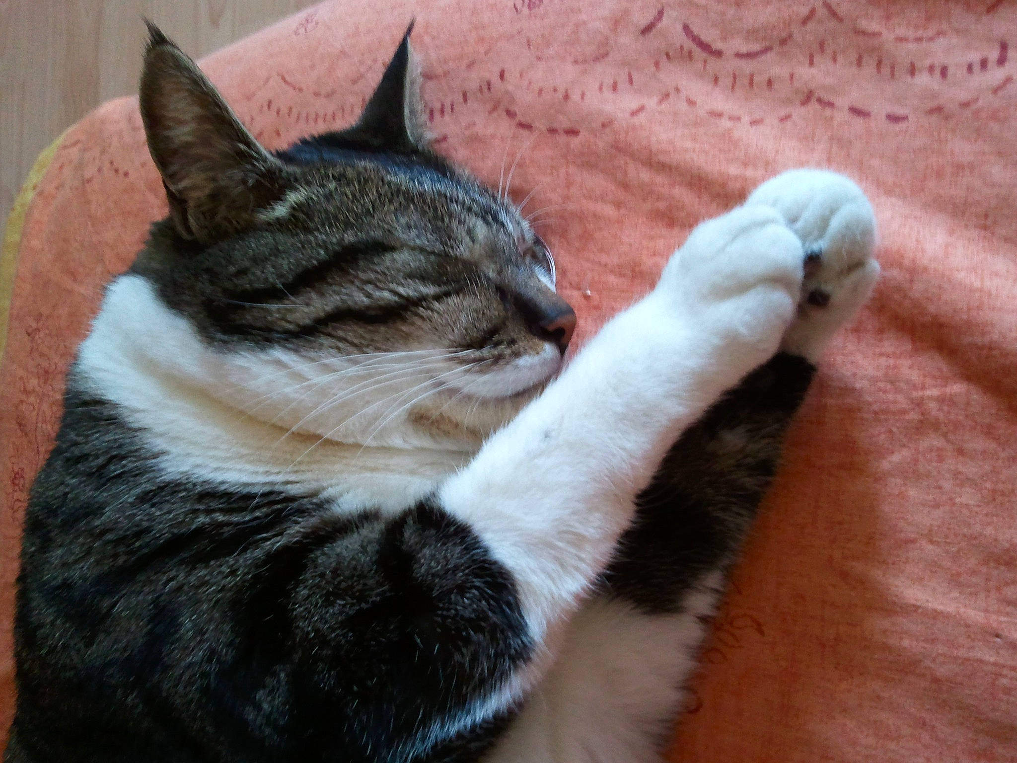 Féline participe au concours pour gagner de l'argent avec cette photo : carnivore, cat, claw, comfort, domestic_short_haired_cat, felidae, foot, fur, gesture, human_leg, lap, nail, paw, small_to_medium_sized_cats, snout, tail, thigh, toe, whiskers, window