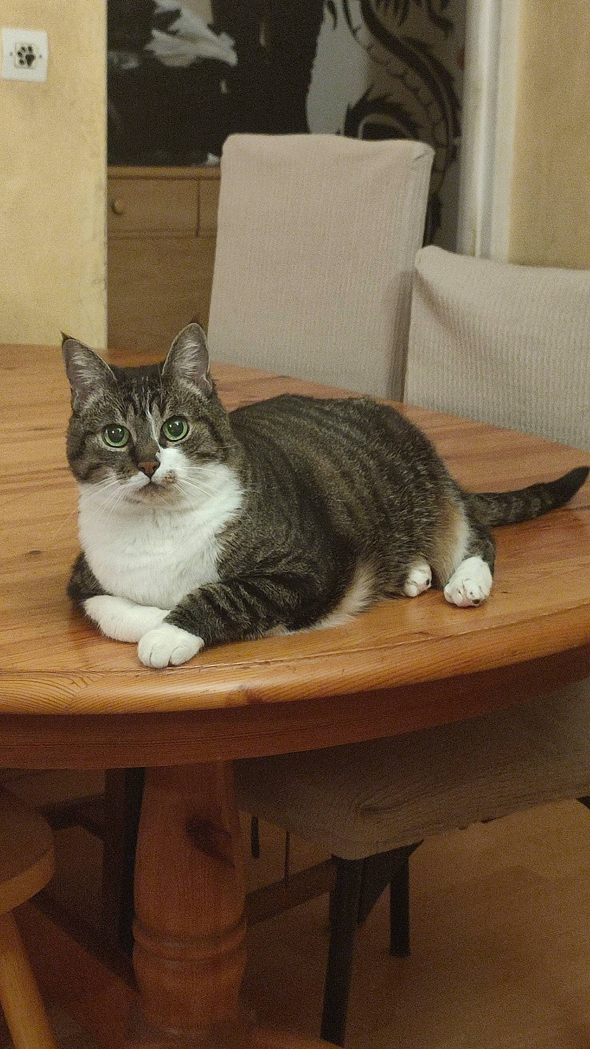 Féline a rejoint le concours — aidez-le/la à gagner de superbes lots ! bench, carnivore, cat, comfort, domestic_short_haired_cat, felidae, floor, flooring, fur, furniture, grey, hardwood, mammal, room, small_to_medium_sized_cats, table, tail, whiskers, window, wood