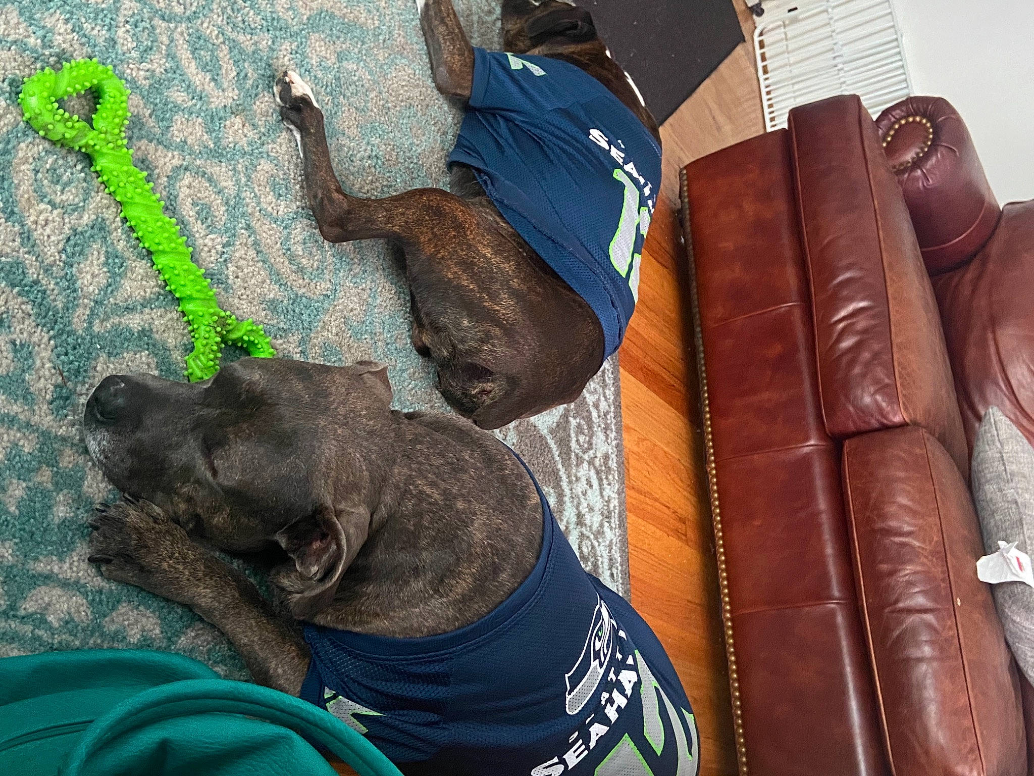 Fred is registered to the contest to win money with this photo: canidae, hand, non_sporting_group, sporting_group