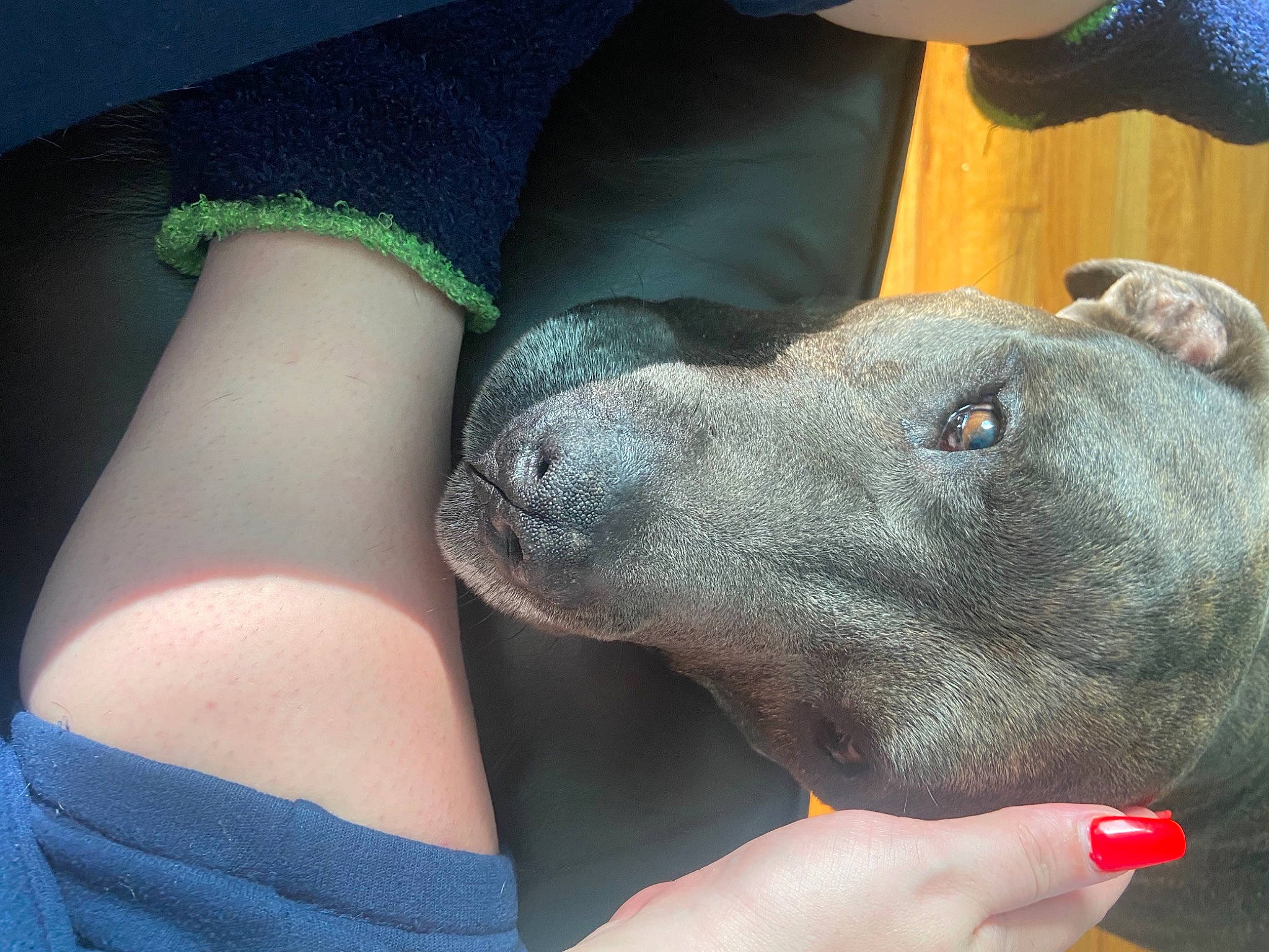 Fred is registered to the contest to win money with this photo: american_pit_bull_terrier, canidae, carnivore, dog, dog_breed, fawn, hand, mammal, non_sporting_group, nose, peruvian_hairless_dog, skin, snout, sporting_group, vertebrate, weimaraner