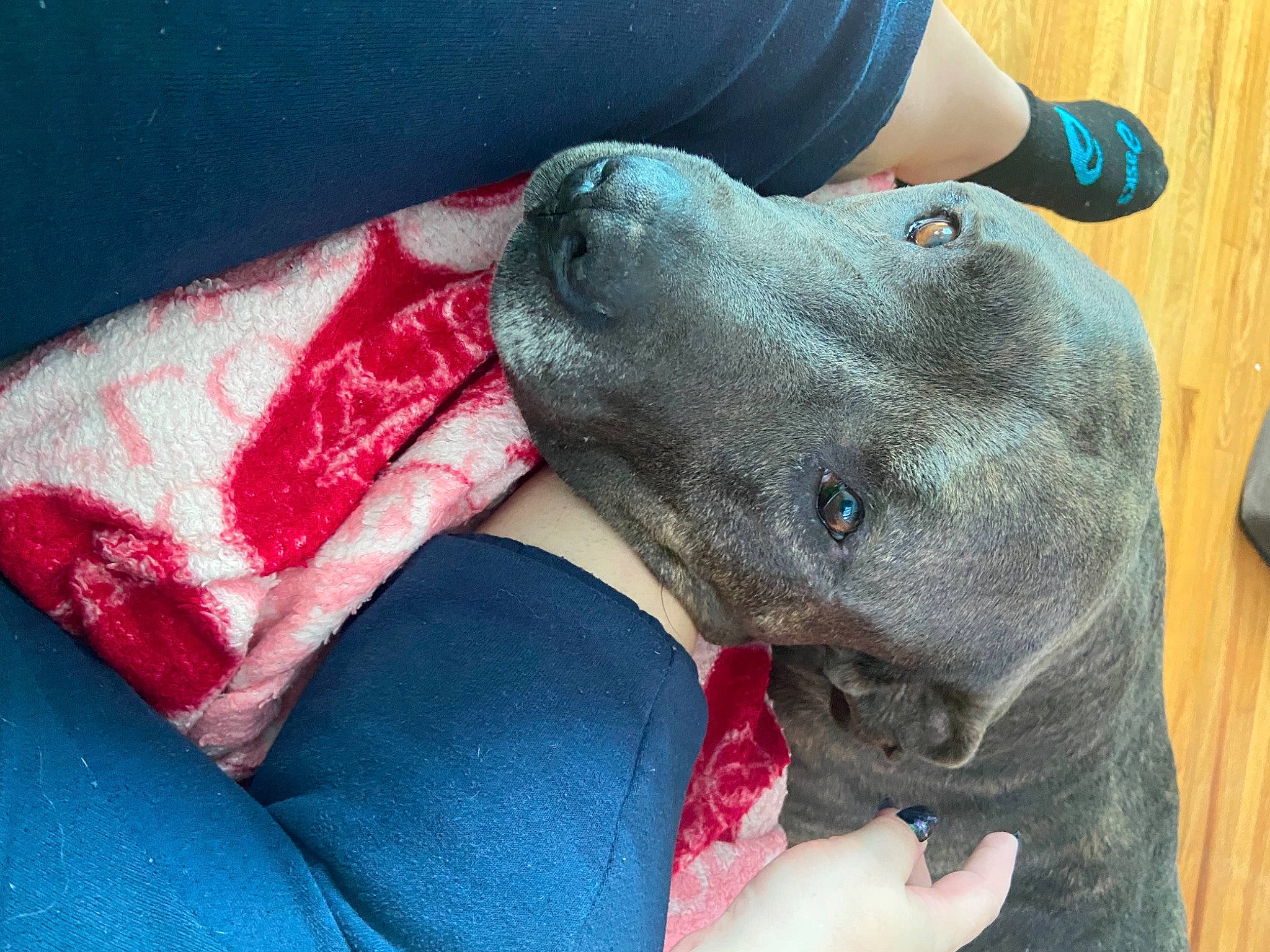 Fred joined the competition — help win amazing prizes! american_pit_bull_terrier, bandog, canidae, carnivore, dog, dog_breed, fawn, great_dane, guard_dog, jaw, mammal, non_sporting_group, pit_bull, snout, sporting_group, vertebrate, weimaraner