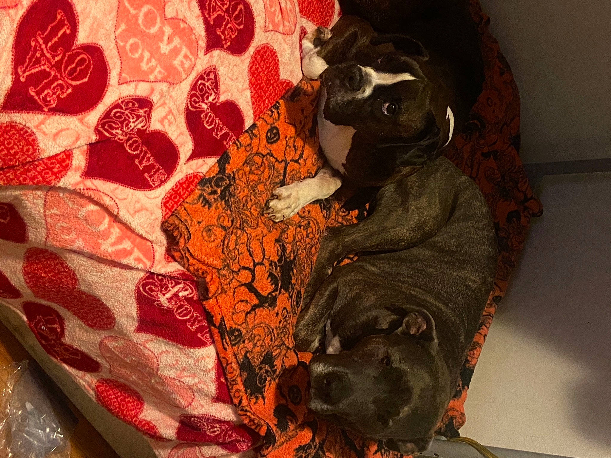 Fred is registered to the contest to win money with this photo: art, cat, flesh, pattern