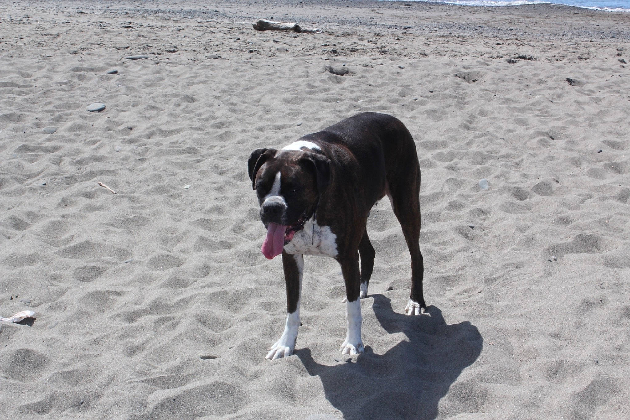 Gage is registered to the contest to win money with this photo: beach, canidae, carnivore, dog, dog_breed, great_dane, hunting_dog, pointer, sand, sporting_group, street_dog, vacation, working_dog