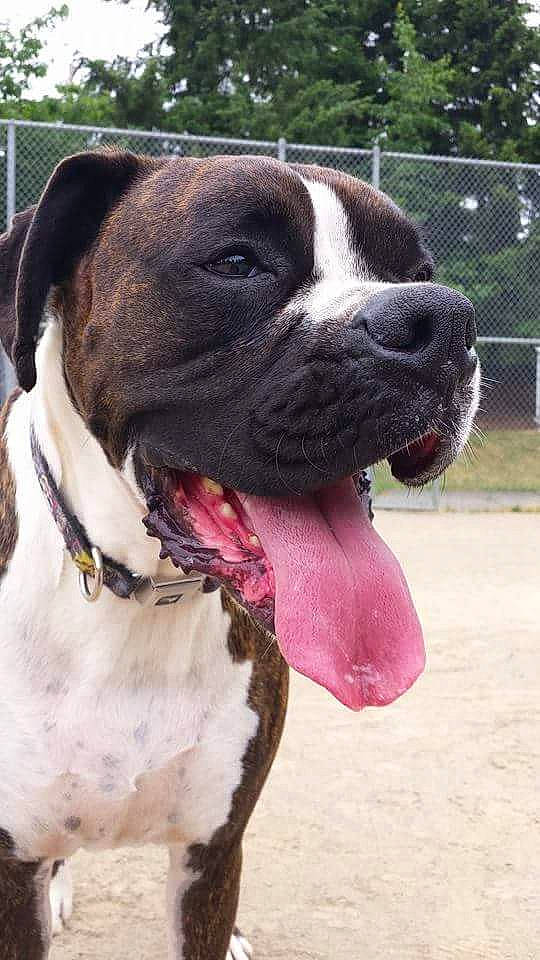 Gage is registered to the contest to win money with this photo: american_bulldog, american_pit_bull_terrier, american_staffordshire_terrier, boxer, canidae, carnivore, dog, dog_breed, fawn, mammal, molosser, non_sporting_group, old_english_bulldog, olde_english_bulldogge, pit_bull, rare_breed_dog, snout, sporting_group, valley_bulldog, vertebrate