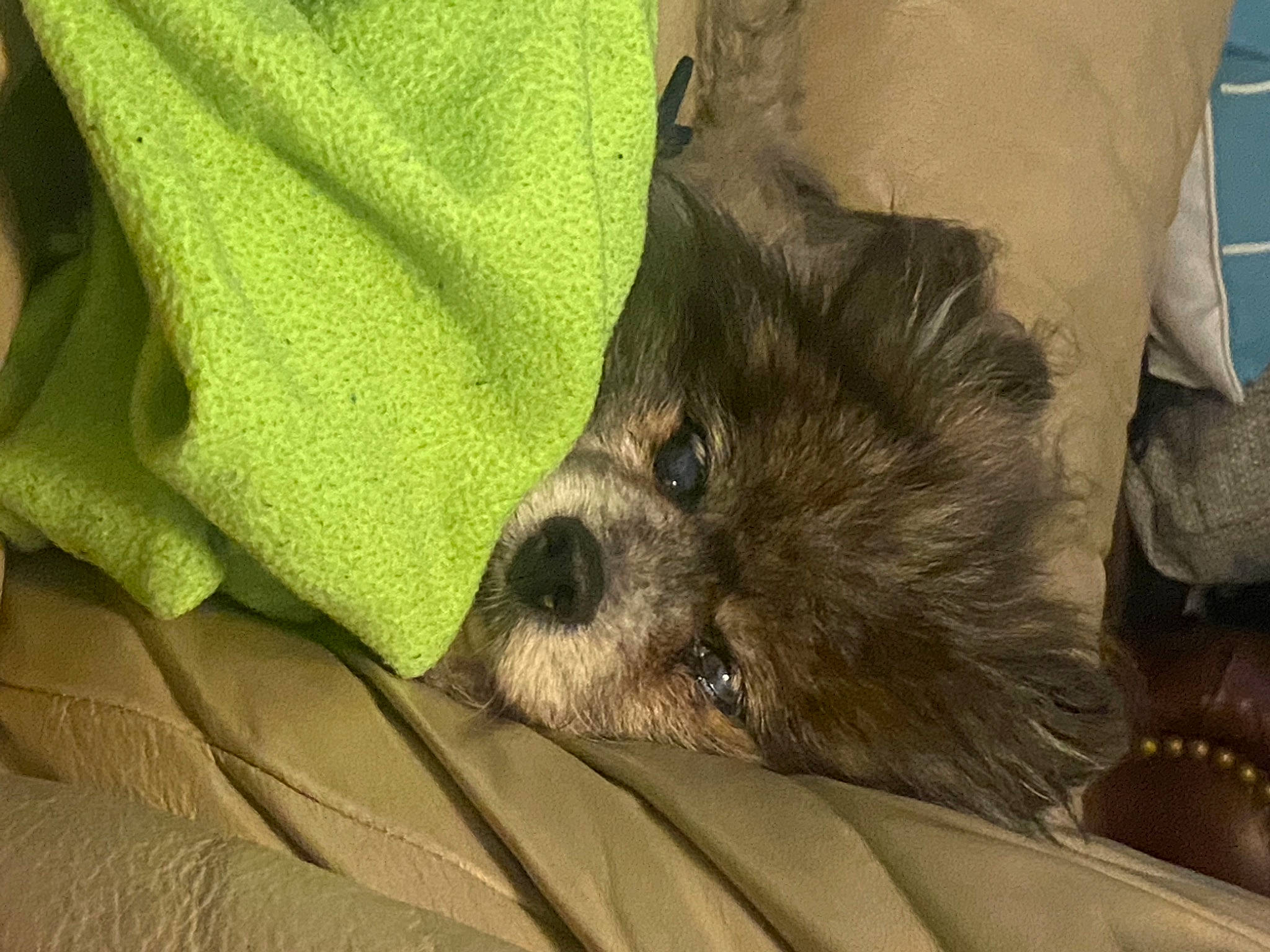 Max joined the competition — help win amazing prizes! border_terrier, cairn_terrier, canidae, carnivore, companion_dog, dog, dog_breed, fawn, mammal, morkie, norwich_terrier, puppy, shih_tzu, snout, sporting_group, toy_dog, vertebrate