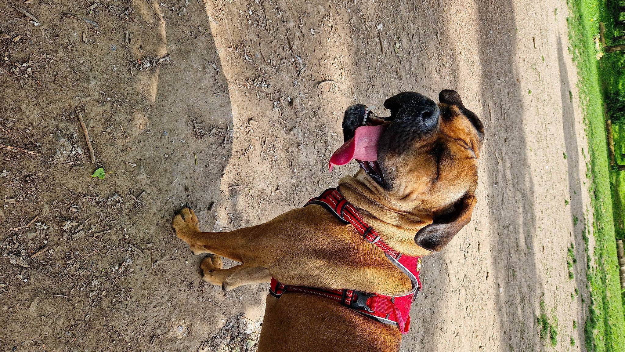 Tara a rejoint le concours — aidez-le/la à gagner de superbes lots ! canidae, carnivore, collar, companion_dog, dog, dog_breed, dog_collar, dog_supply, fawn, guard_dog, landscape, leash, liver, pet_supply, snout, soil, sporting_group, working_animal, working_dog, wrinkle