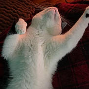 Melvin is registered to the contest to win money with this photo: belly, black_marking, blanket, cable, cat, close_up, cozy, feline, fur_texture, head, indoor, paw, pet, plaid_blanket, power_strip, sleeping, stretching, whiskers, white_fur, wood_floor