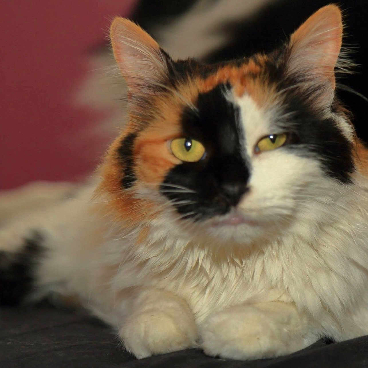 Isabelle Martineau a rejoint le concours — aidez-le/la à gagner de superbes lots ! animal, background_blur, calico, cat, close_up, cute, domestic_animal, ears, feline, fluffy, fur, indoor, lying_down, mammal, pet, portrait, relaxed, soft_focus, whiskers, yellow_eyes