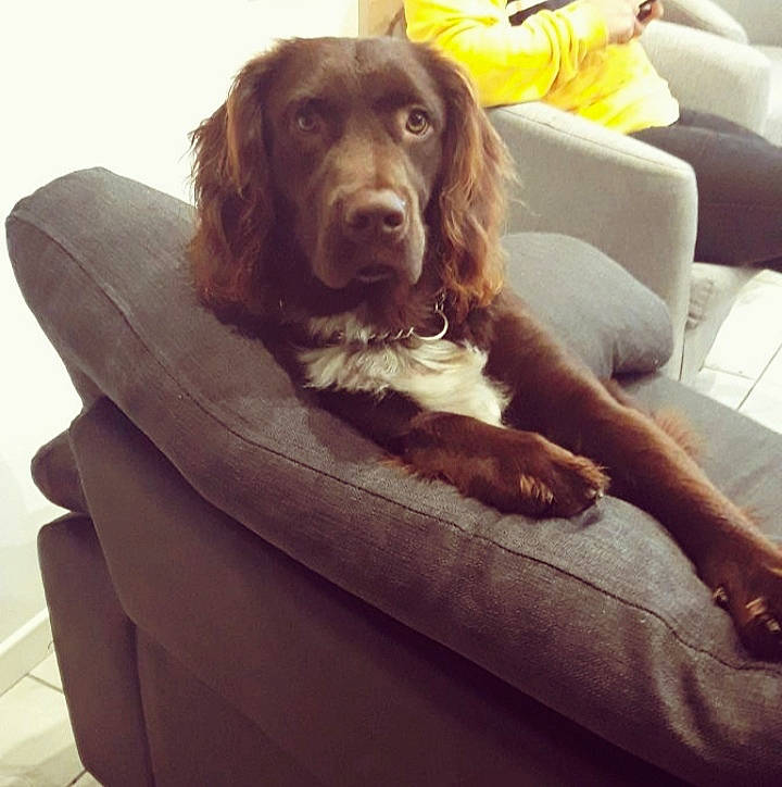 Hermès a rejoint le concours — aidez-le/la à gagner de superbes lots ! boykin_spaniel, canidae, carnivore, cocker_spaniel, companion_dog, dog, dog_breed, english_cocker_spaniel, english_springer_spaniel, field_spaniel, furniture, german_longhaired_pointer, german_spaniel, liver, rare_breed_dog, sitting, spaniel, sporting_group, sussex_spaniel