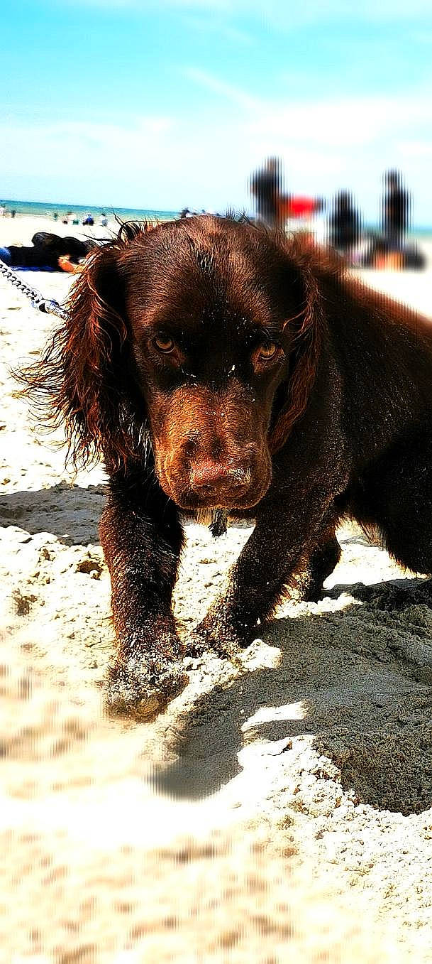 Hermès participe au concours pour gagner de l'argent avec cette photo : american_water_spaniel, boykin_spaniel, canidae, carnivore, dog, dog_breed, field_spaniel, german_longhaired_pointer, german_spaniel, hunting_dog, liver, mammal, picardy_spaniel, pudelpointer, rare_breed_dog, retriever, snout, spaniel, sporting_group, vertebrate