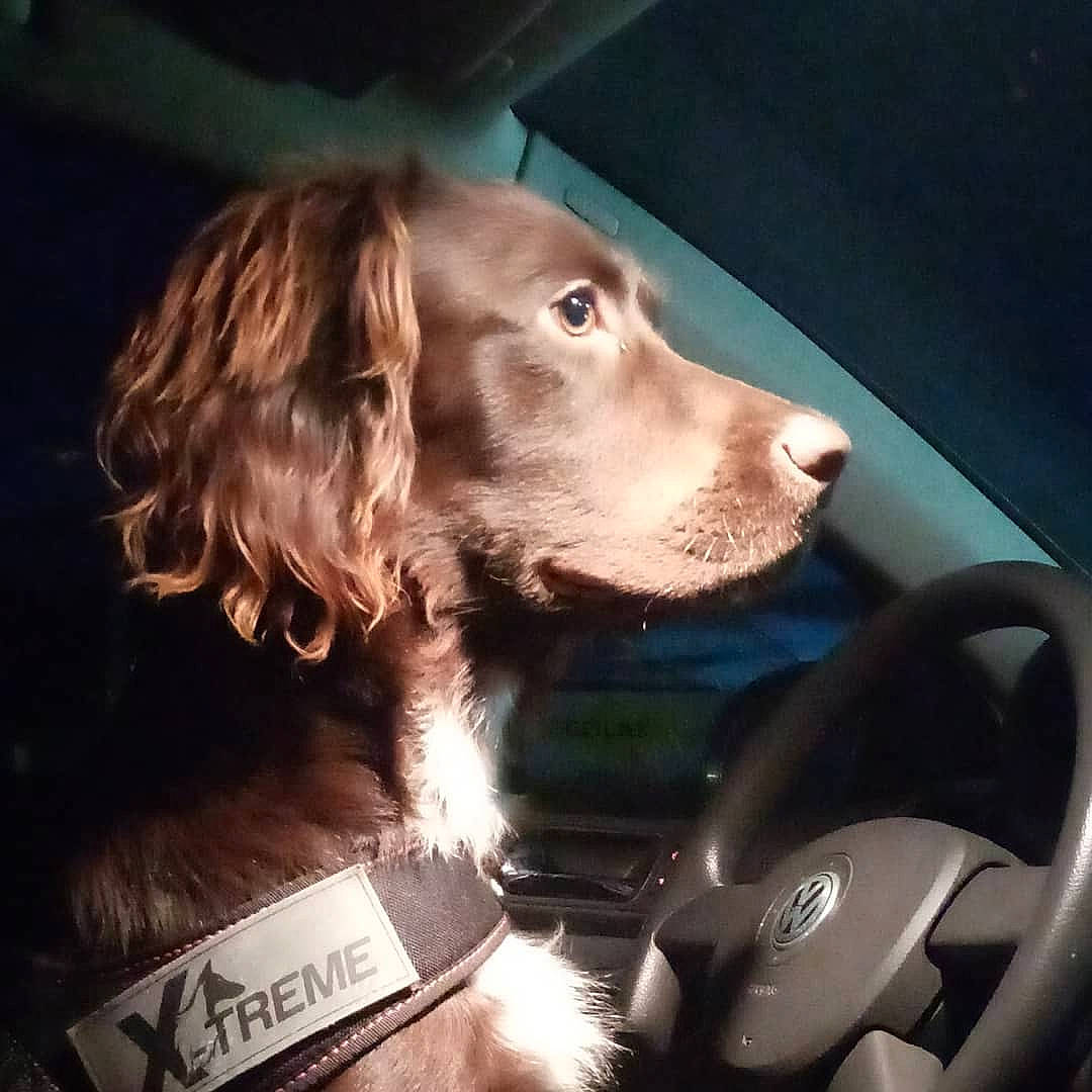 Hermès participe au concours pour gagner de l'argent avec cette photo : boykin_spaniel, canidae, carnivore, cocker_spaniel, companion_dog, dog, dog_breed, german_spaniel, hunting_dog, irish_setter, liver, nova_scotia_duck_tolling_retriever, rare_breed_dog, retriever, setter, snout, spaniel, sporting_group, sussex_spaniel