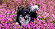 Pringles a rejoint le concours — aidez-le/la à gagner de superbes lots ! animal, background_blur, black_and_white, closeup, colorful, cute, dog, flower_field, fluffy_tail, fur, grass, happy, nature, outdoor, pet, pink_flowers, portrait, small_dog, spring, sunlight