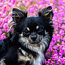 Pringles a rejoint le concours — aidez-le/la à gagner de superbes lots ! animal, background_blur, black_fur, bright_colors, chihuahua, close_up, cute, dog, ears, fluffy, fur, garden, nature, outdoor, pet, pink_flowers, portrait, snout, spring, sunlight